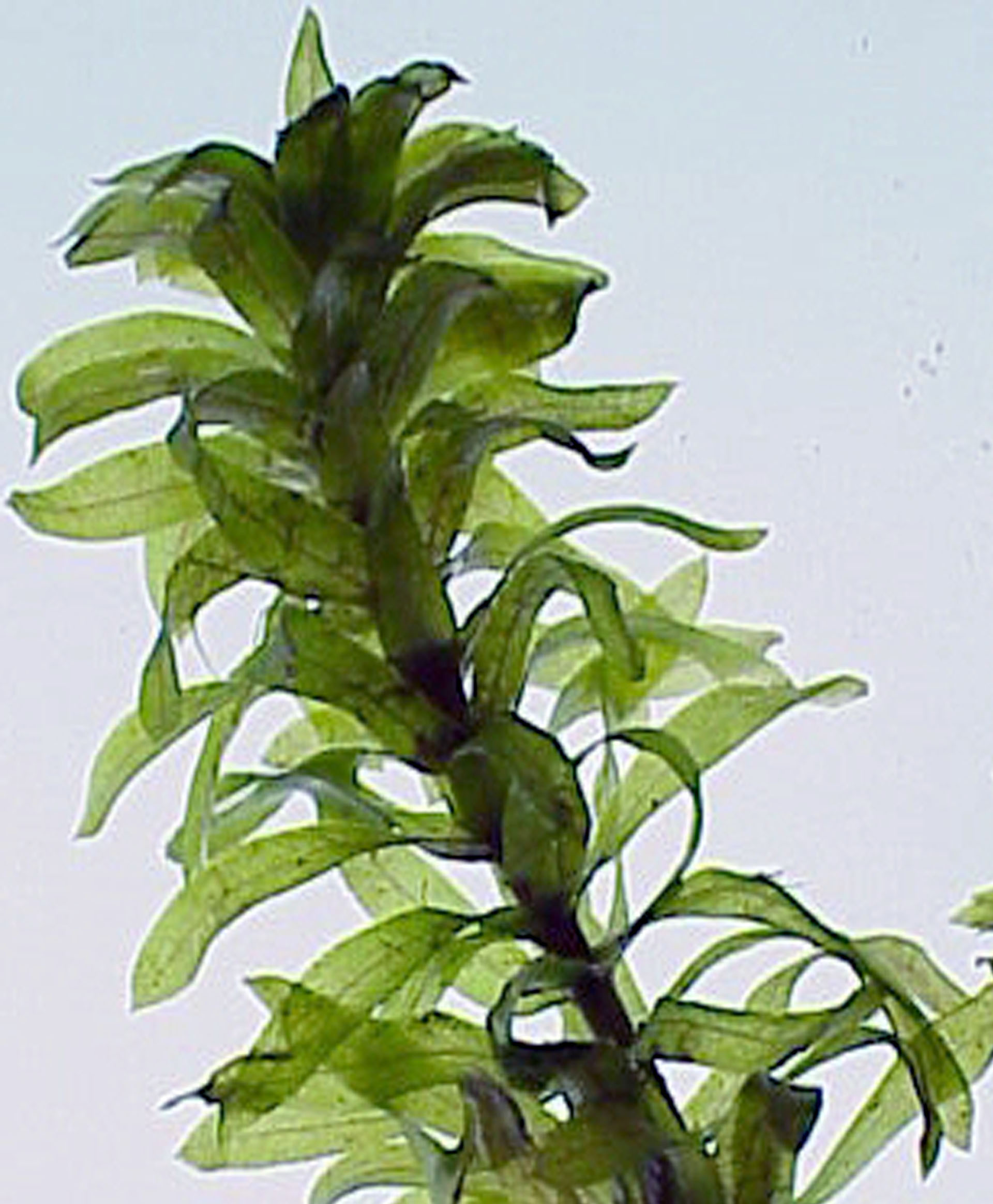 Brazilian waterweed